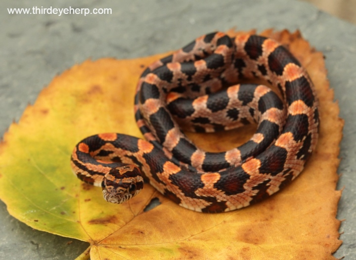 Okeetee Corn Snake